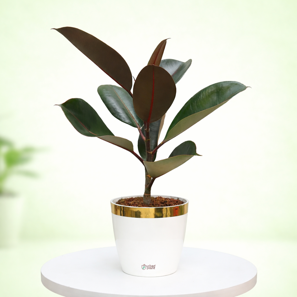 Elegant Rubber Plant