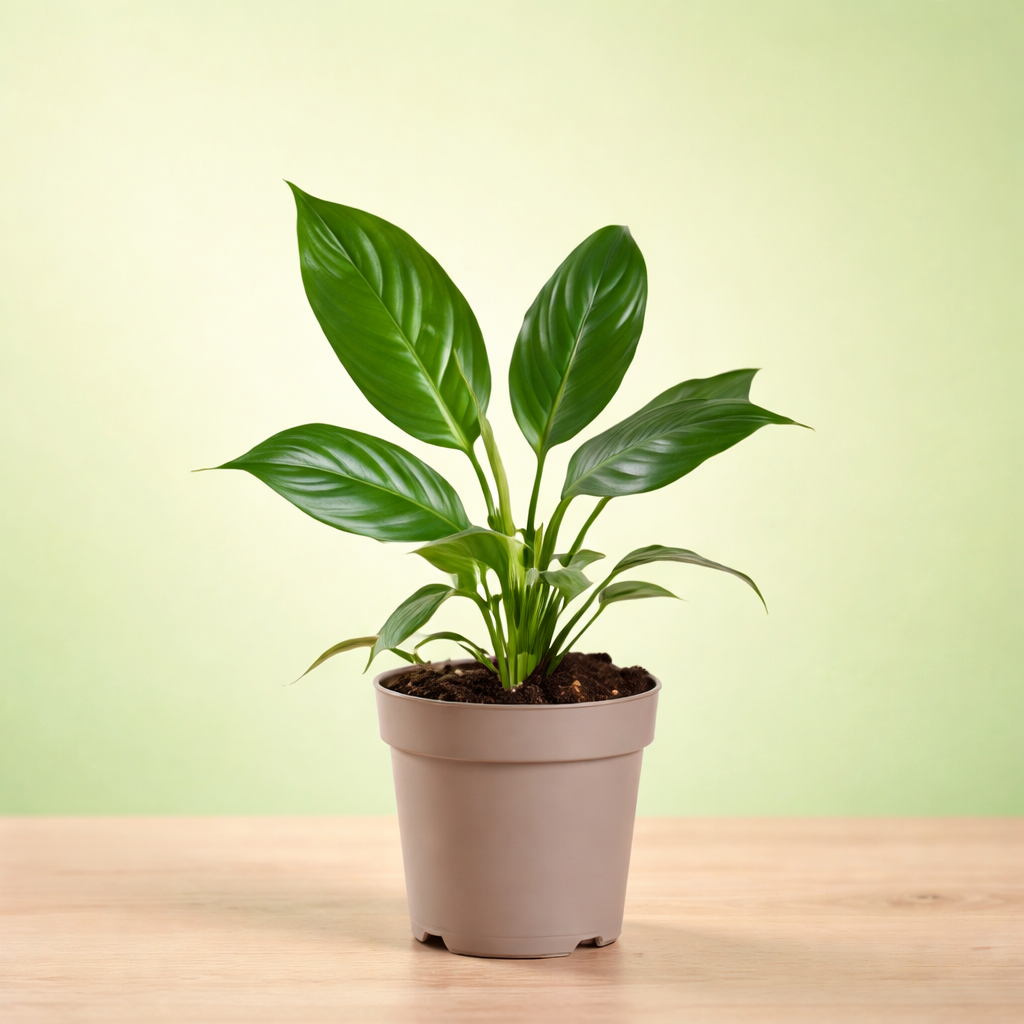 Lily Plant