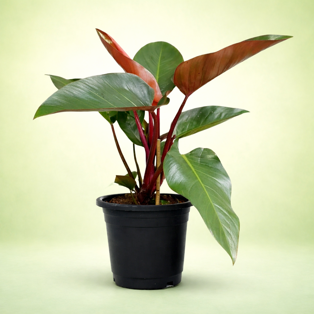 Red Philodendron Plant