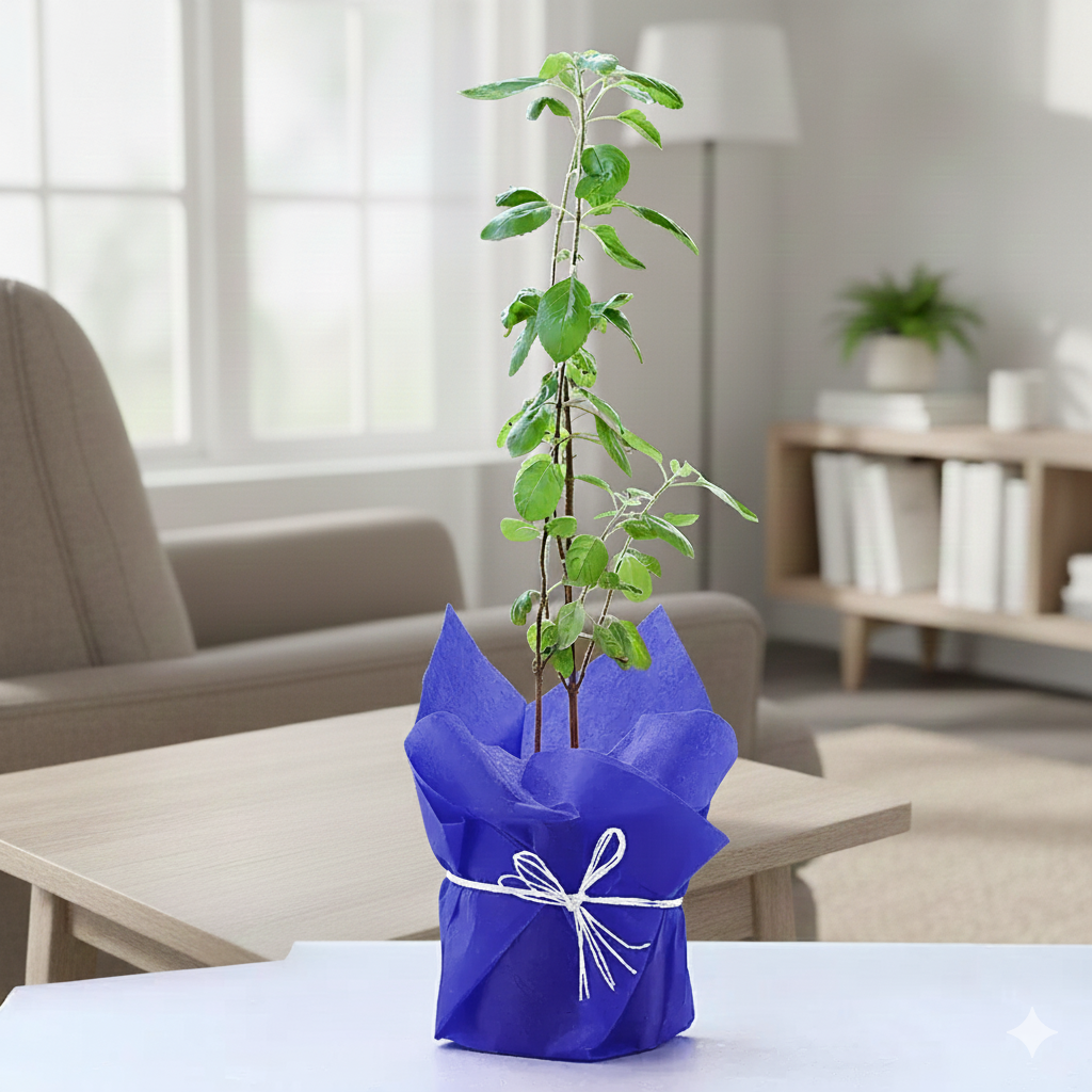 Holy Tulsi Plant