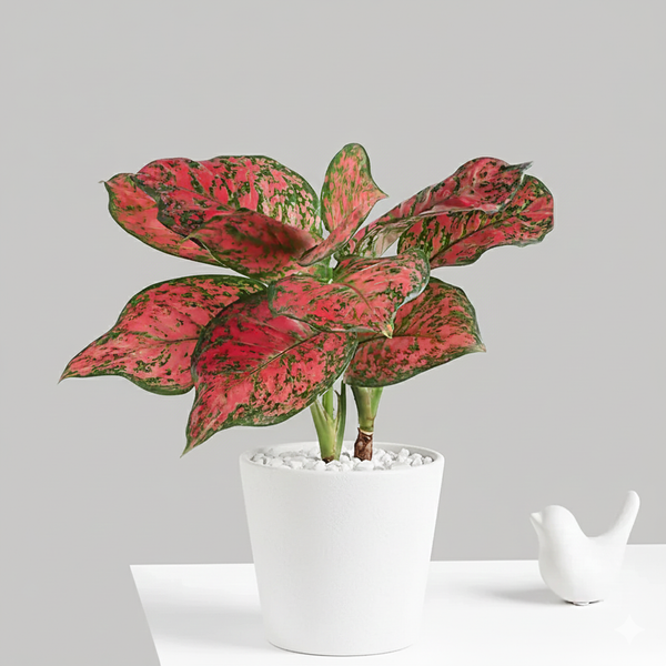 Scarlet Aglaonema Plant