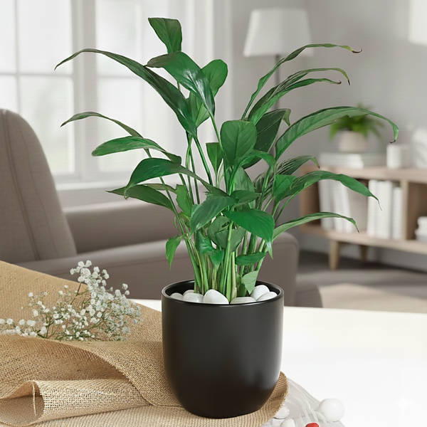 Peace Lily Plant In White Aesthetic Pot