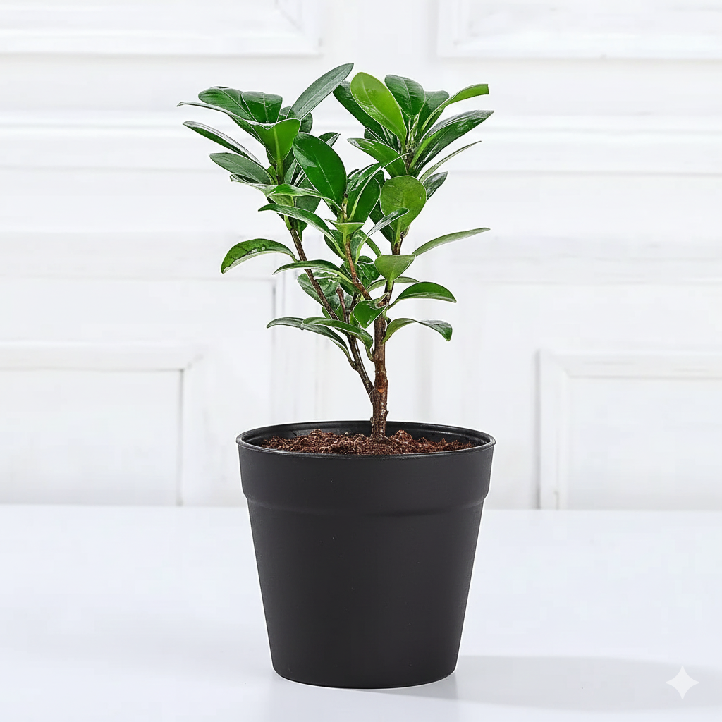 Ficus Compacta Plant in Red Pot Gift